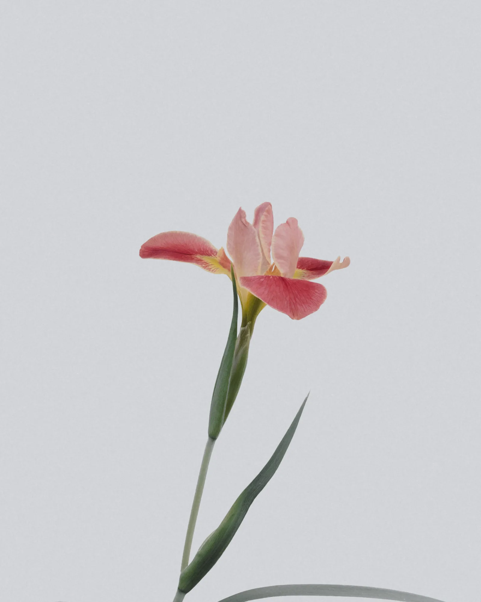 Single botanical stem, editorial reference