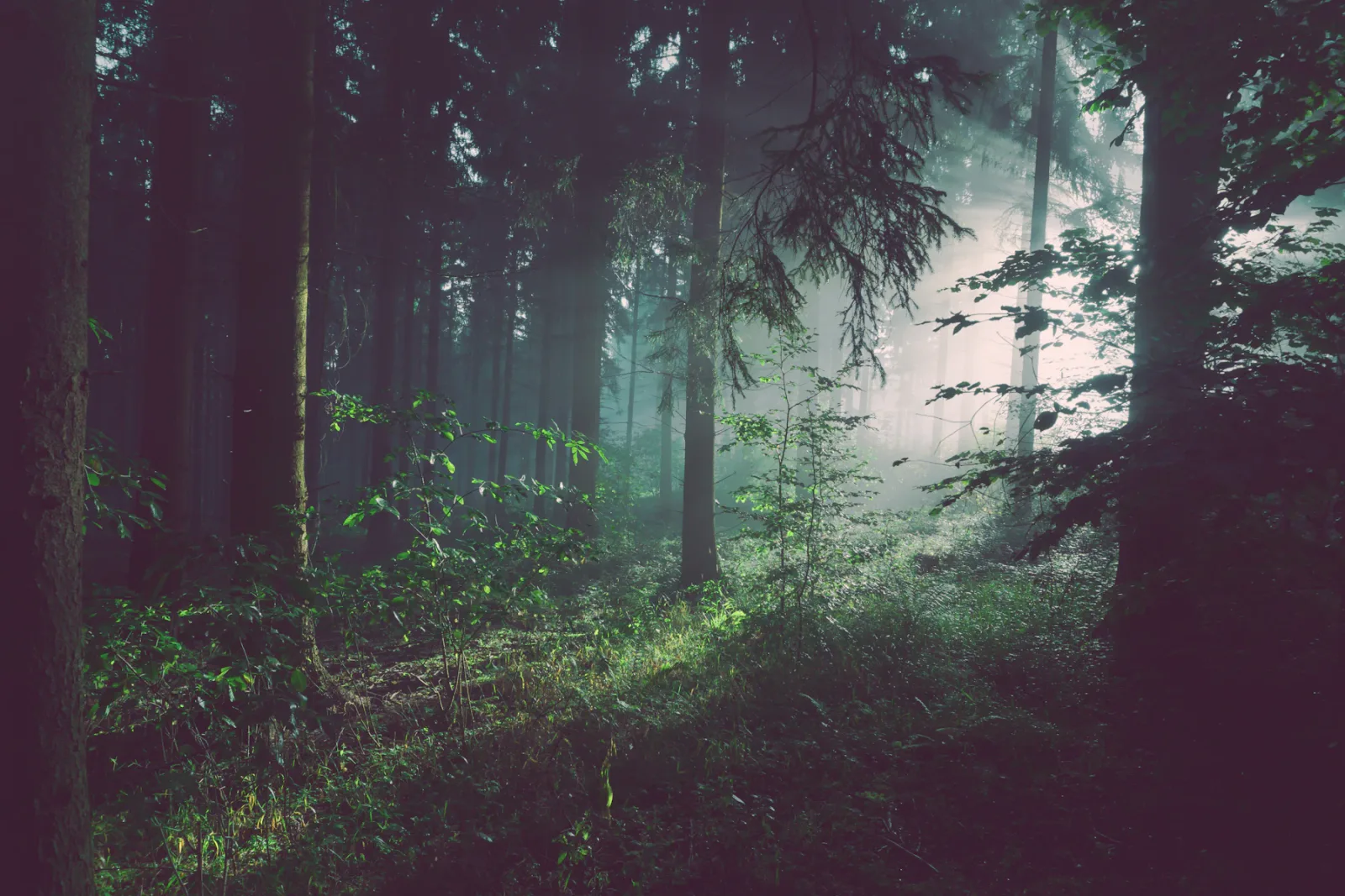 Morning woodland light, illustrative landscape